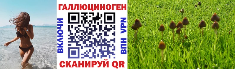 Галлюциногенные грибы Cubensis  Купить где  Ахтубинск 